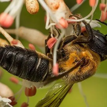 thumbnail for publication: Giant Resin Bee Megachile sculpturalis (Smith) (Insecta: Hymenoptera: Megachilidae)